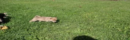 Shiba Inu dogs for sale: Scarf  - Ad 10