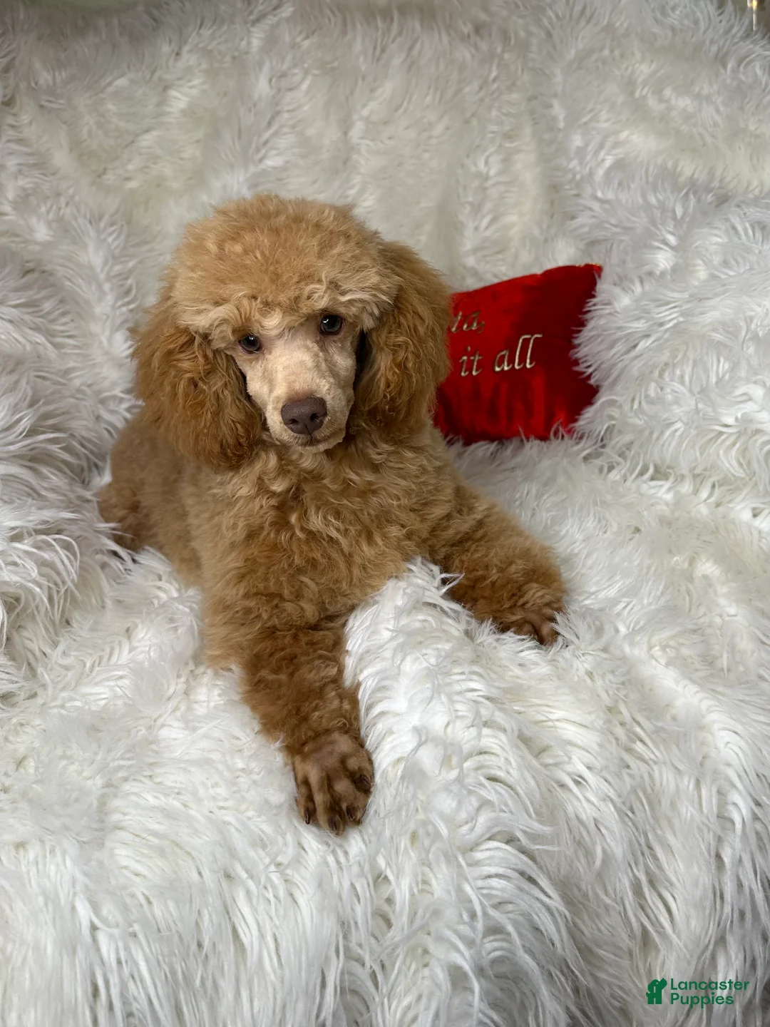 Toy Poodle dogs for sale: Yodel  - Ad 18
