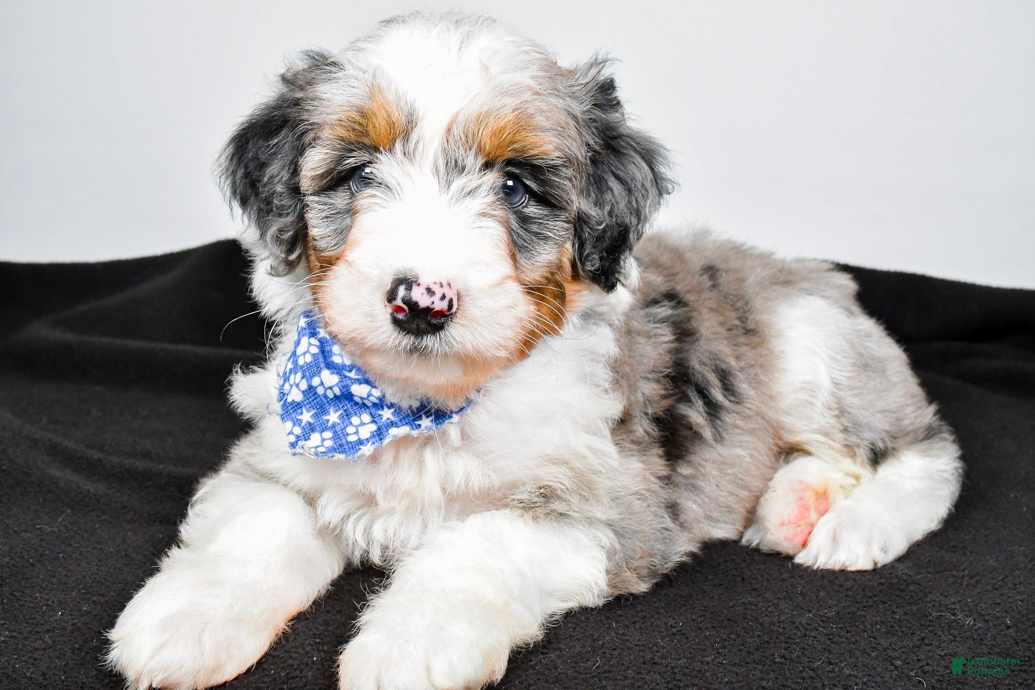 Aussiedoodle dogs Milo - Ad 1