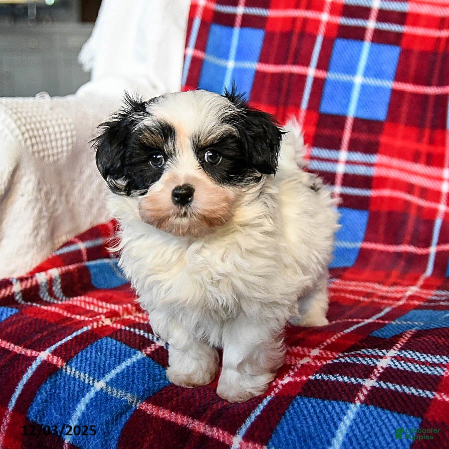 Malshi dogs Snoopy - Ad 2