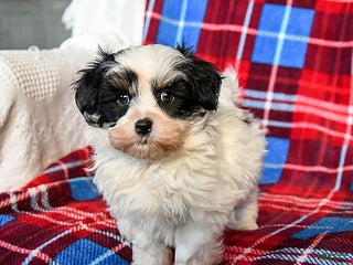 Malshi dogs Snoopy - Ad 12