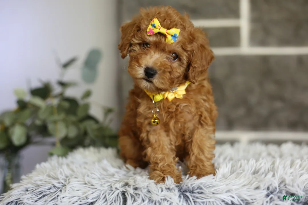 Toy Poodle dogs for sale: Amara  - Ad 1