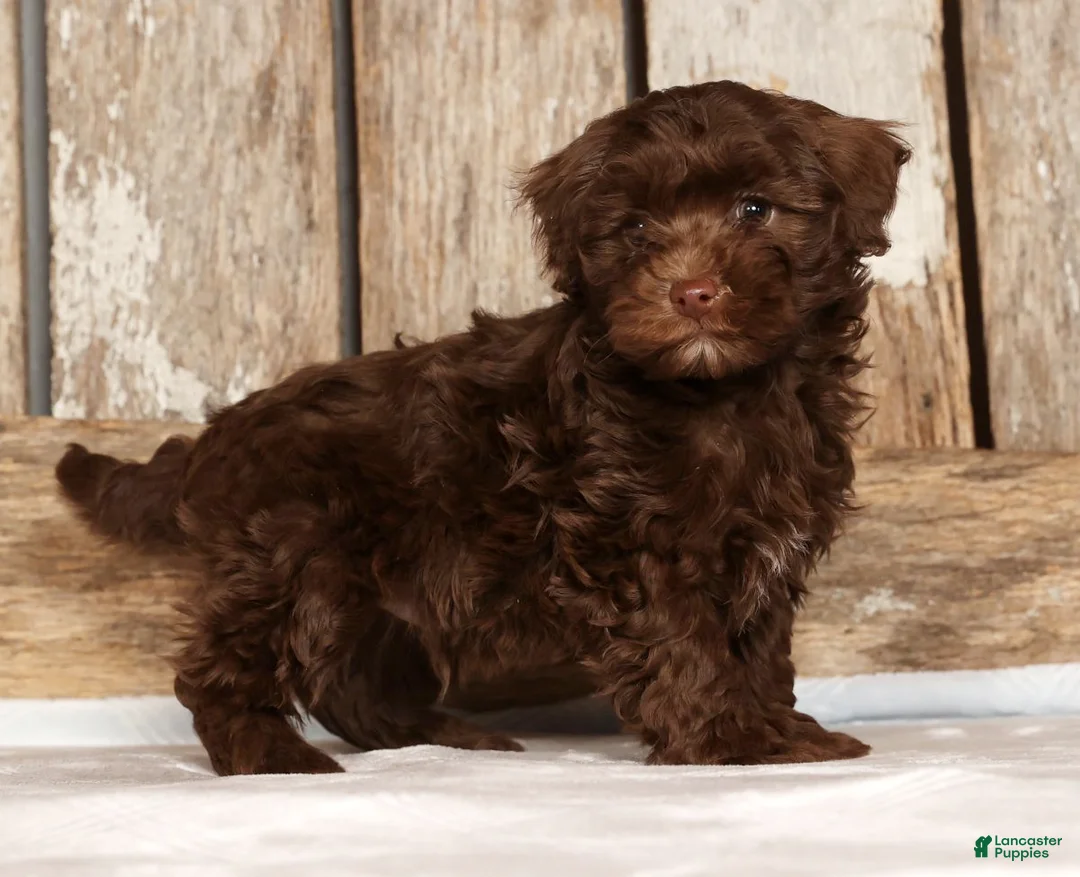 Havapoo dogs for sale: Dozer - Ad 1