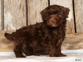 Havapoo dogs Dozer - Ad 5