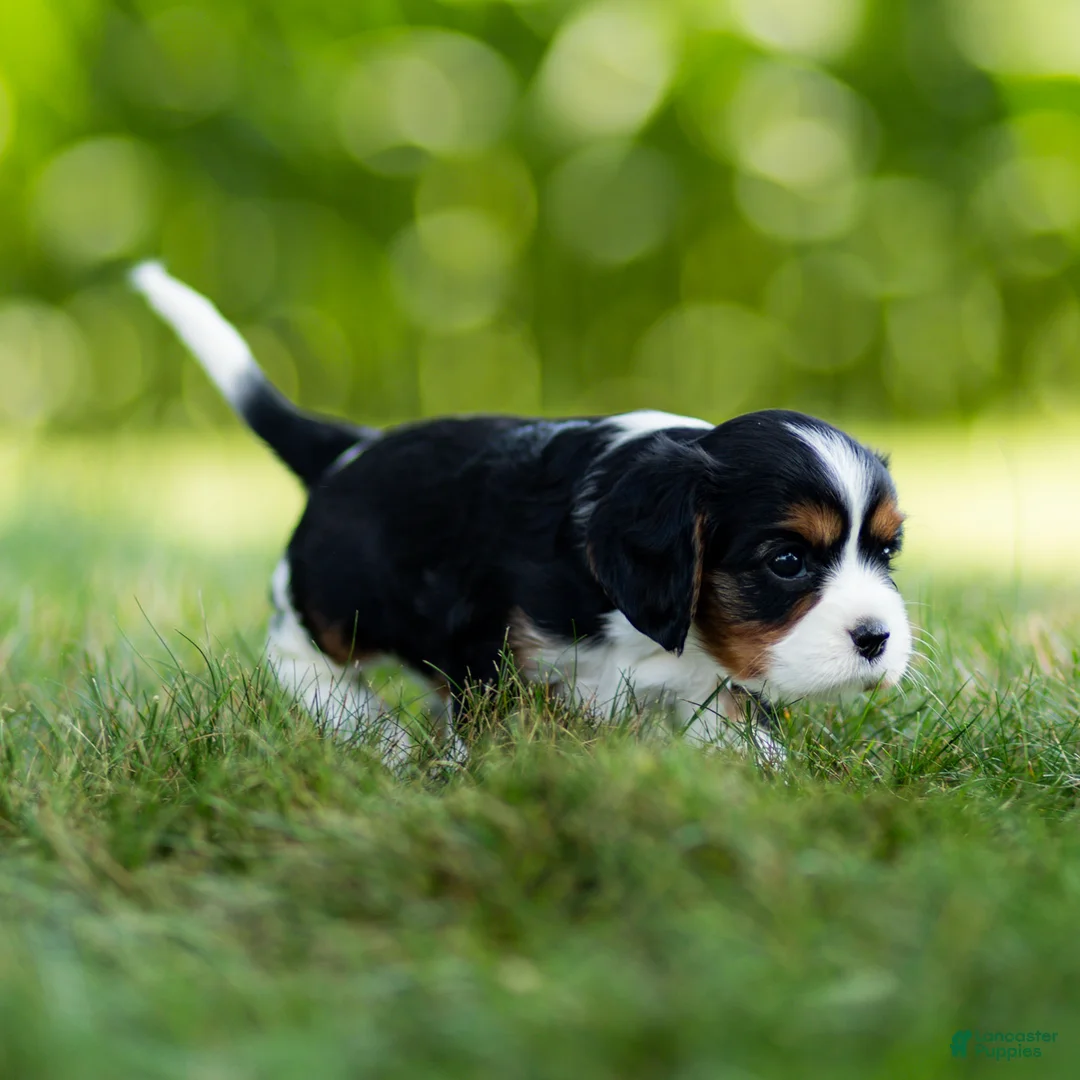 Cavalier King Charles Spaniel dogs for sale: Darcy Cavalier King Charles Spaniel  - Ad 4