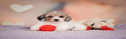 Maltipoo dogs for sale: Mabel - Ad 4