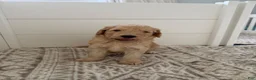 Goldendoodle dogs for sale: Kookie  - Ad 5