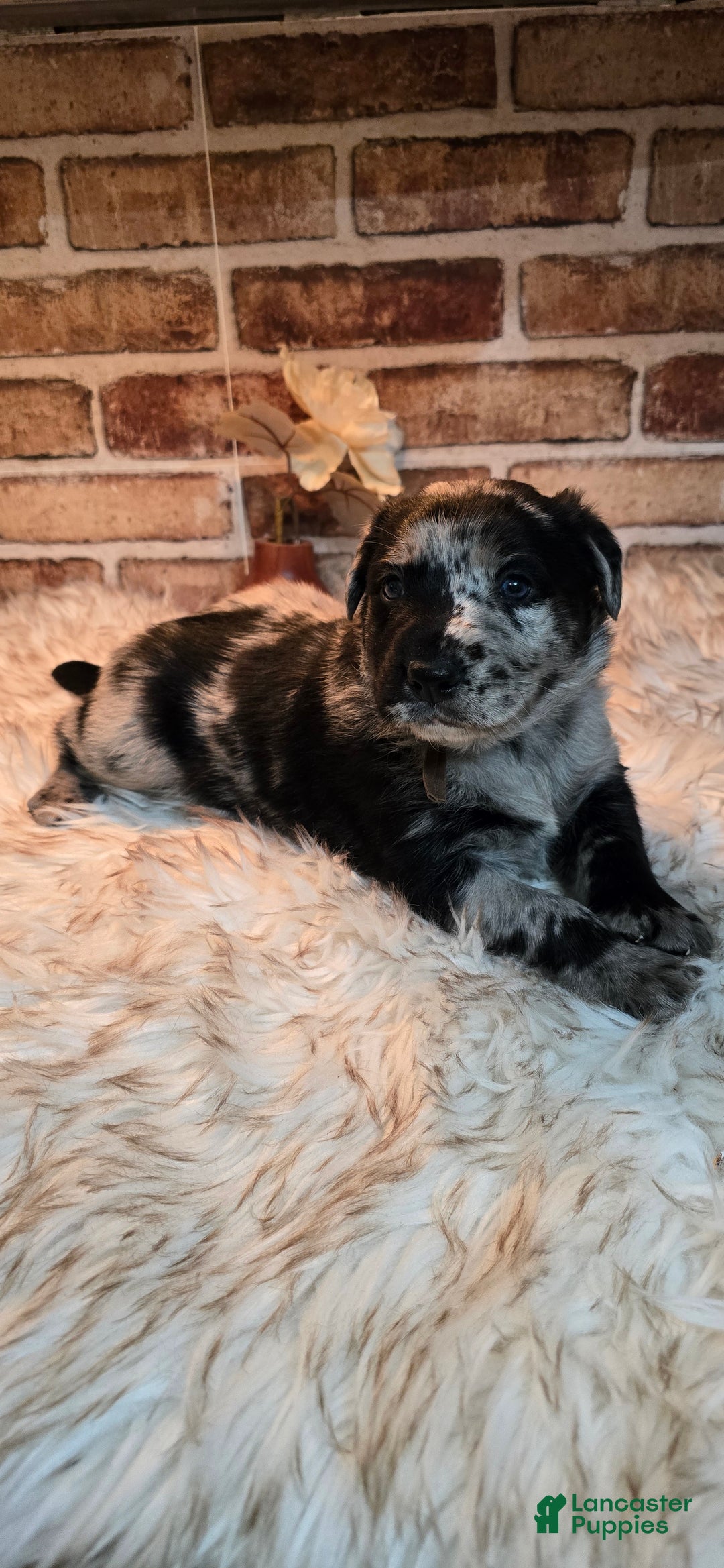 Mixed Breed dogs for sale: Atlas - Ad 1