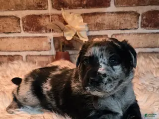 Mixed Breed dogs Atlas - Ad 20