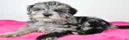 Yorkiepoo dogs for sale: Laci - Ad 5