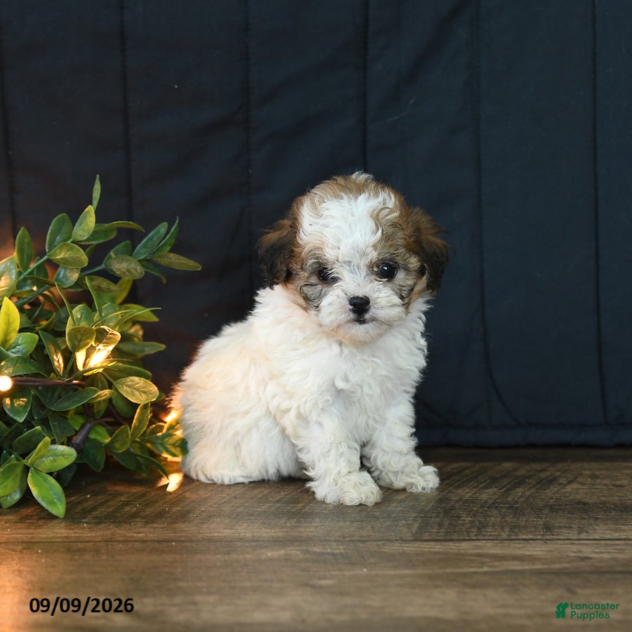 Mixed Breed dogs Marble - Ad 2