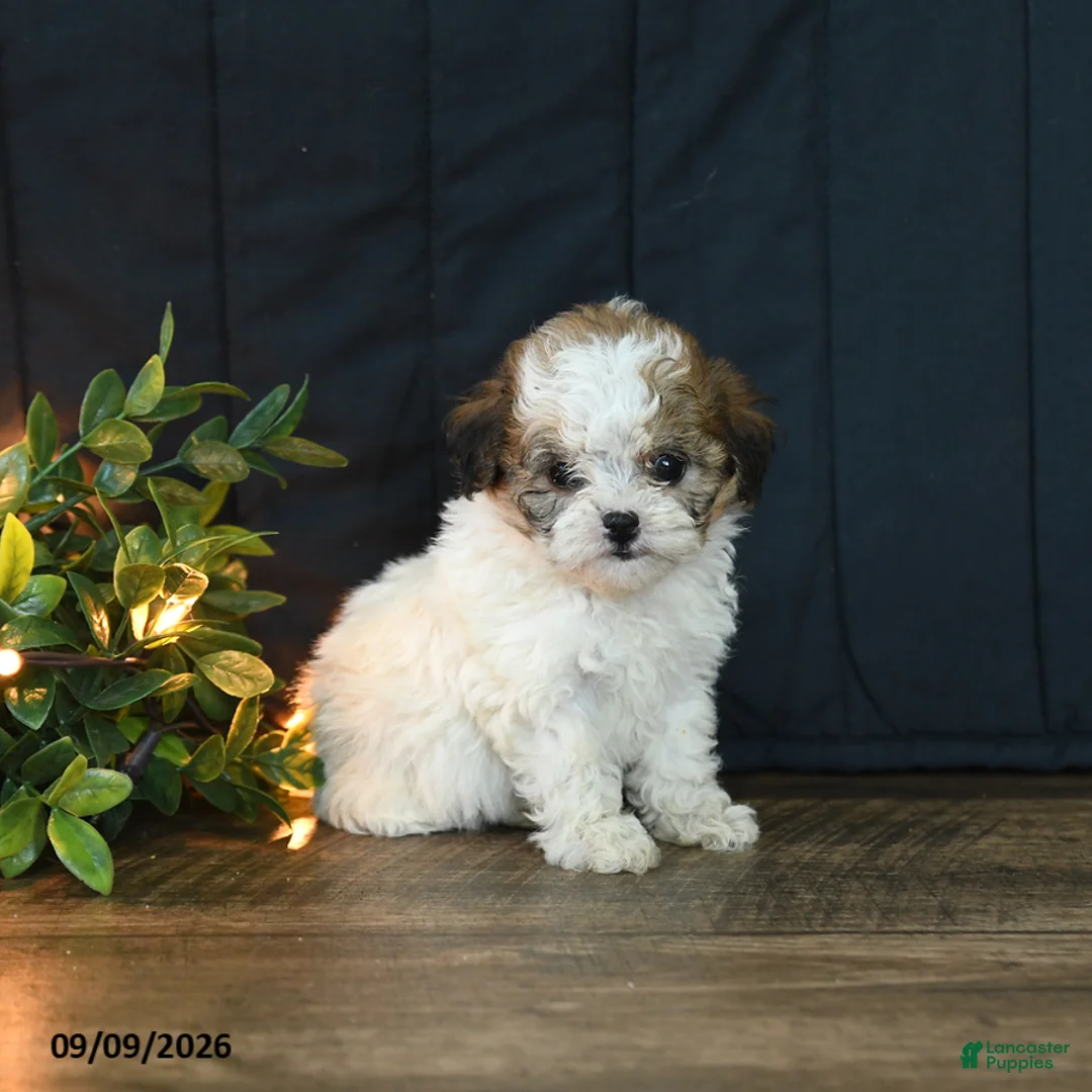 Mixed Breed dogs for sale: Marble - Ad 2