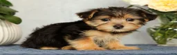 Yorkiepoo dogs for sale: Molly - Ad 7