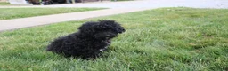 Toy Poodle dogs for sale: Sadie - Ad 5