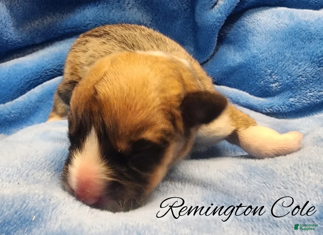 Welsh Corgi Pembroke dogs for sale: Runnington Cole - Ad 1