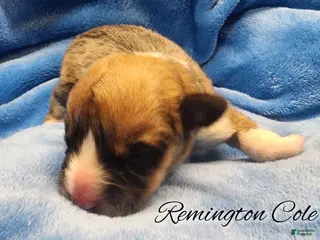 Welsh Corgi Pembroke dogs Runnington Cole - Ad 20