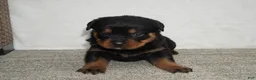 Rottweiler dogs for sale: Foxy - Ad 2