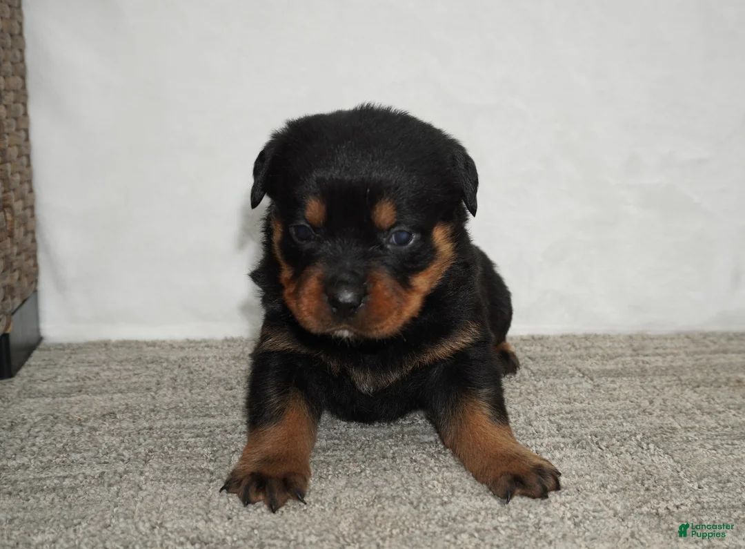 Rottweiler dogs for sale: Foxy - Ad 2