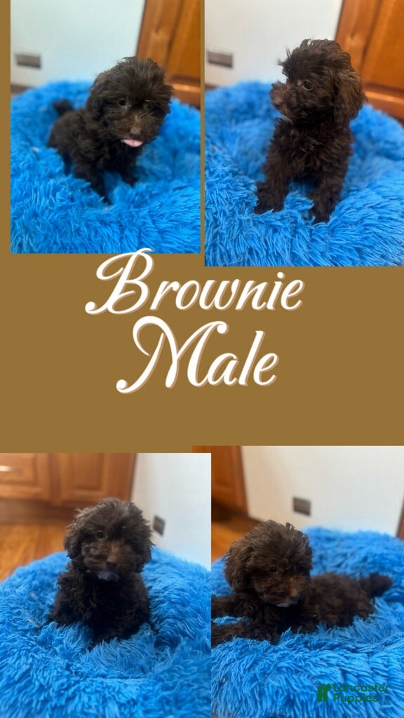 Mixed Breed dogs Mixed Breed Puppy 2 - Ad 30
