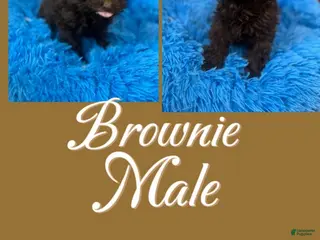 Mixed Breed dogs Mixed Breed Puppy 2 - Ad 30