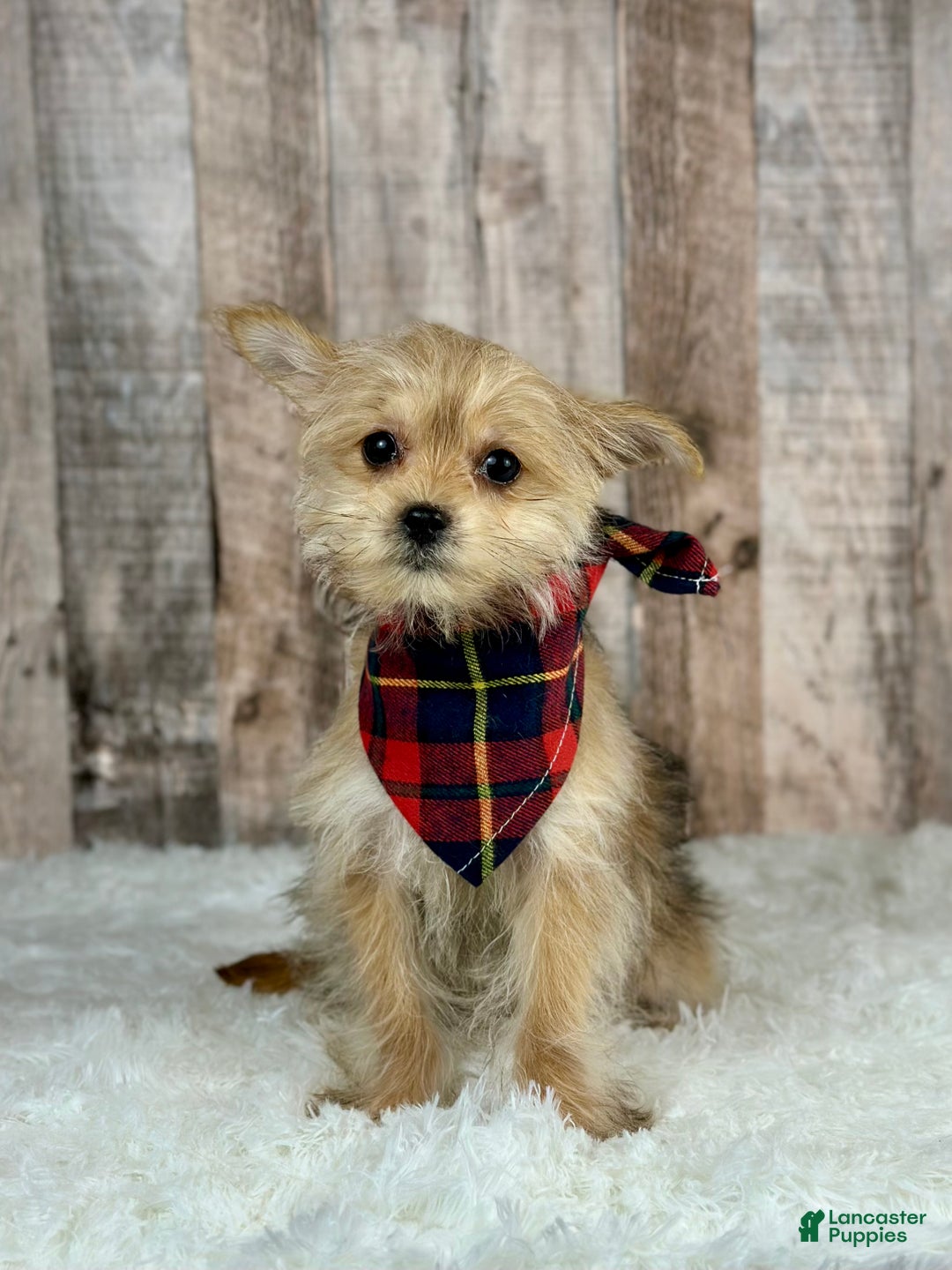 Morkie dogs for sale: Girl Ocean - 0002 - Ad 1