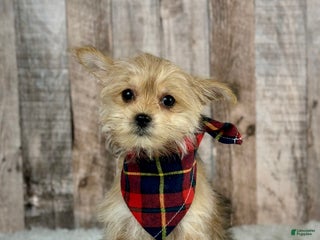 Morkie dogs Girl Ocean - 0002 - Ad 38