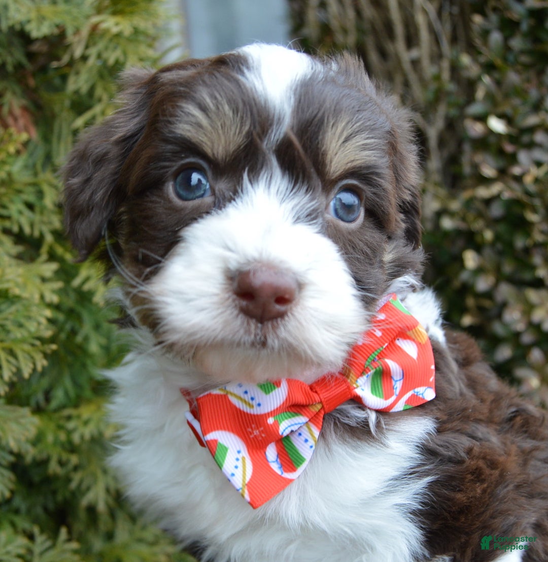 Mini Aussiedoodle dogs for sale: Toy Autumn - Ad 14