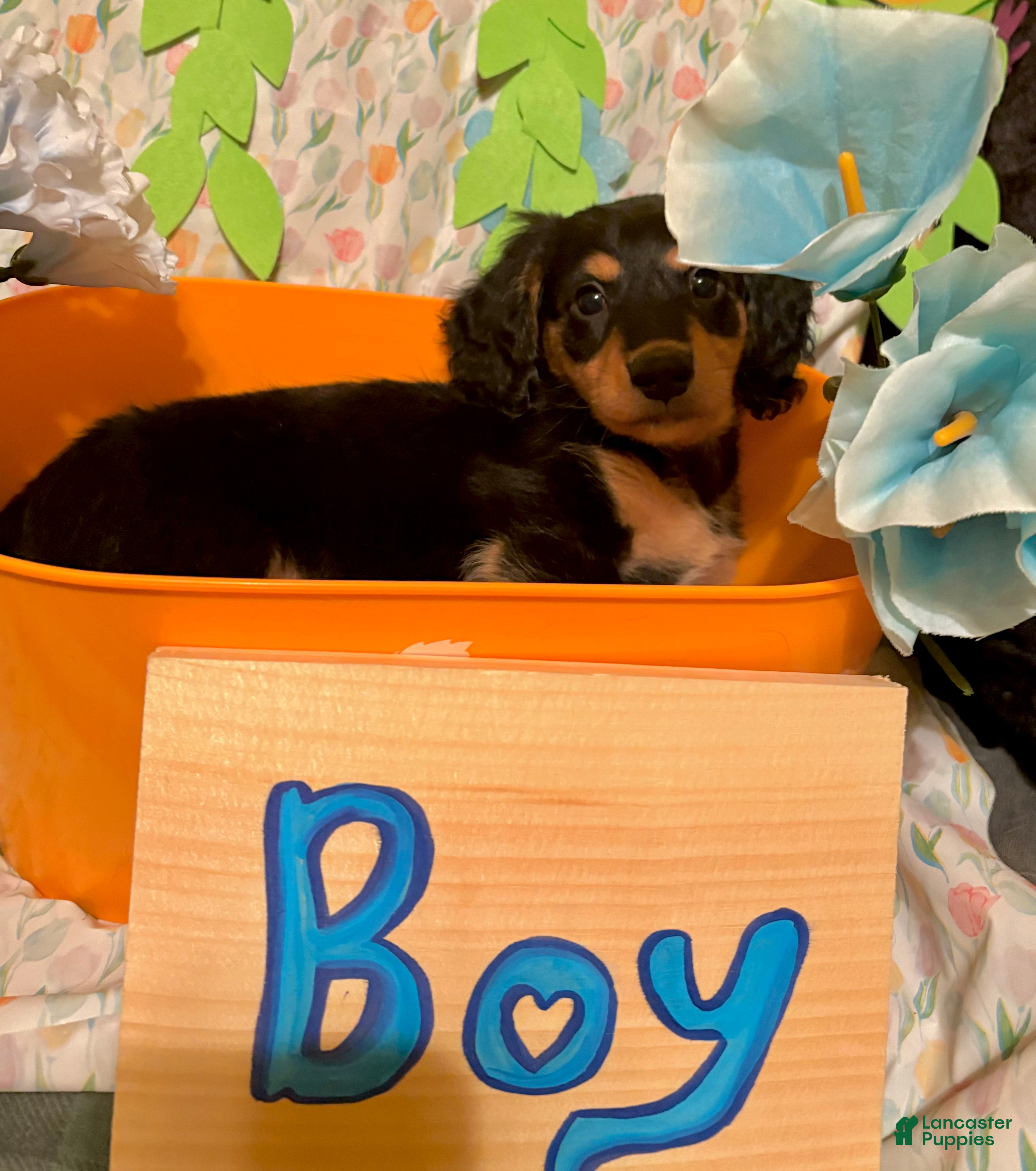 Miniature Dachshund dogs Peso - Ad 2