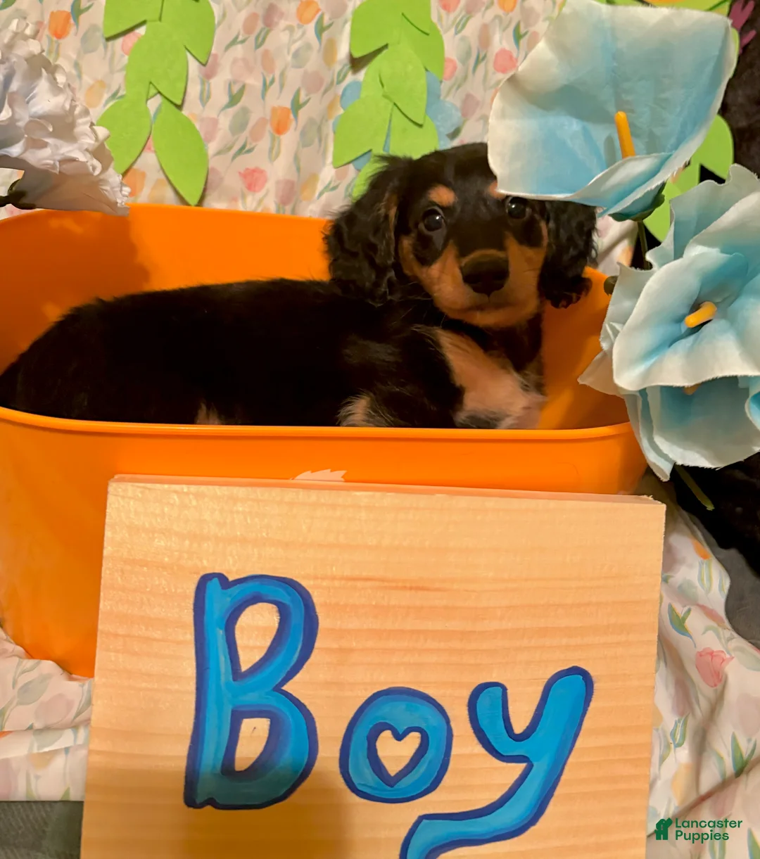 Miniature Dachshund dogs for sale: Peso - Ad 2