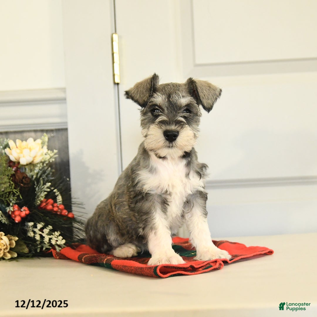 Miniature Schnauzer dogs for sale: Snowball - Ad 1
