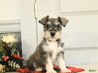 Miniature Schnauzer dogs Snowball - Ad 9