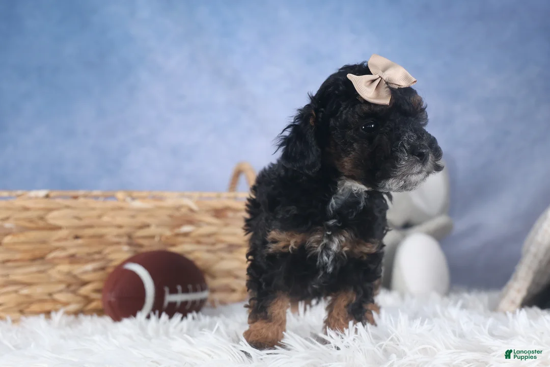 Miniature Poodle dogs for sale: Romeo - Ad 7