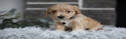 Maltipoo dogs for sale: Milo - Ad 5