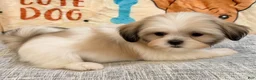 Shih Tzu dogs for sale: Lucy - Ad 6