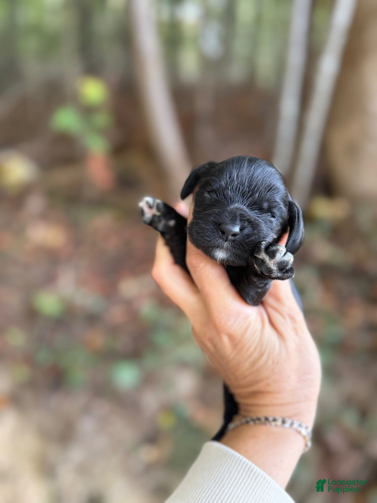 Cocker Spaniel dogs Cocker Spaniel 3 - Ad 36