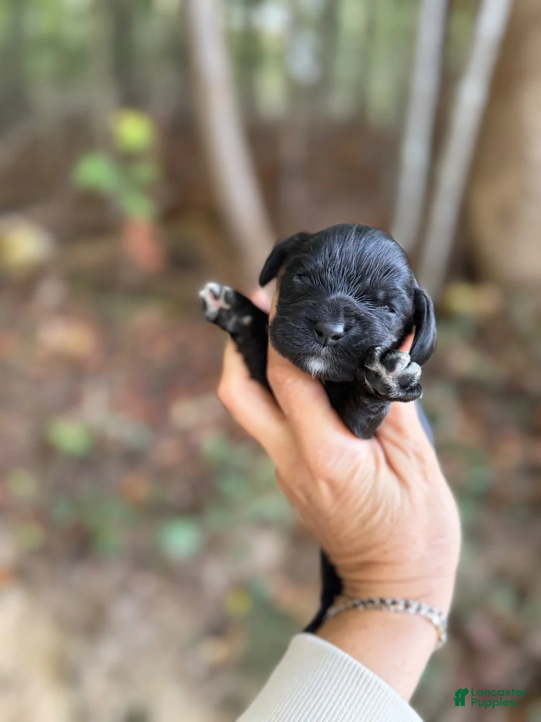 Cocker Spaniel dogs for sale: Cocker Spaniel 3 - Ad 1