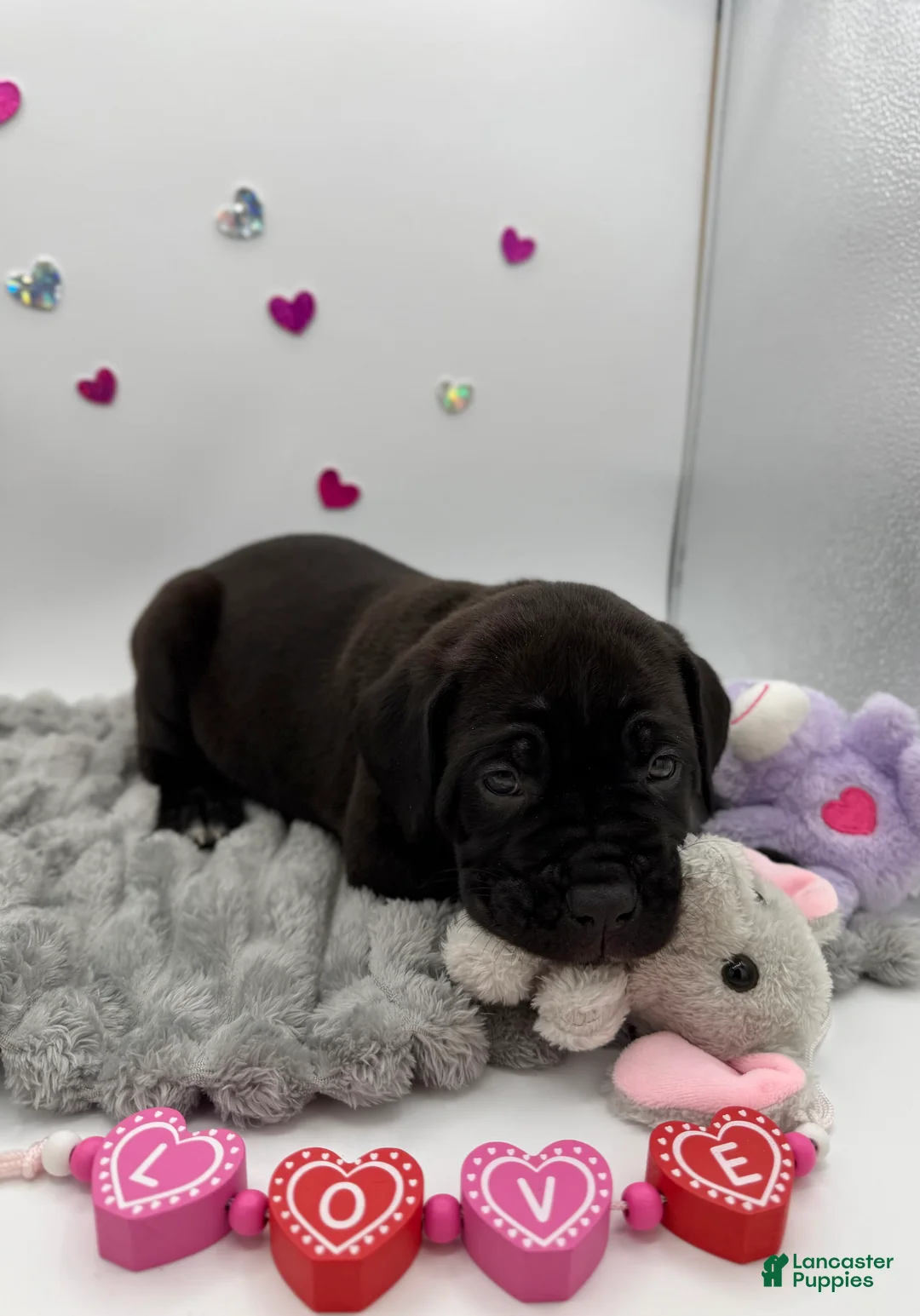 Cane Corso dogs for sale: Cane Corso Puppy 2 - Ad 4