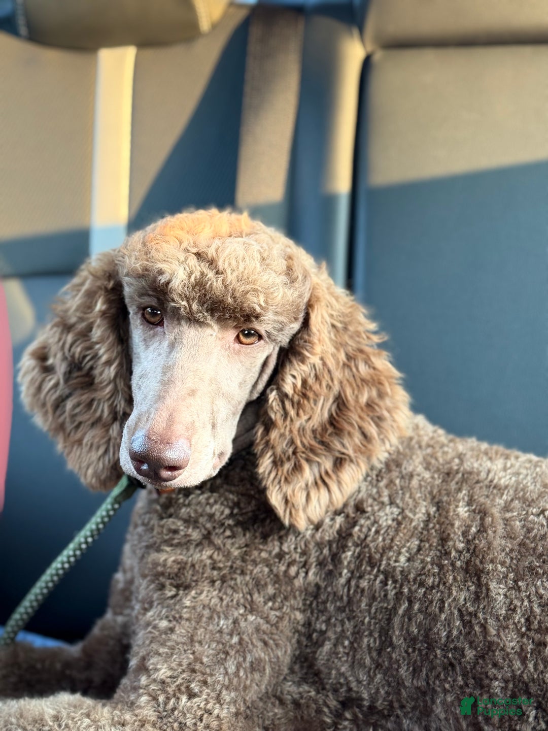 Goldendoodle dogs for sale: Mocha - Ad 6