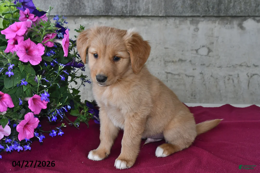 Goberian dogs for sale: Oscar - Ad 3