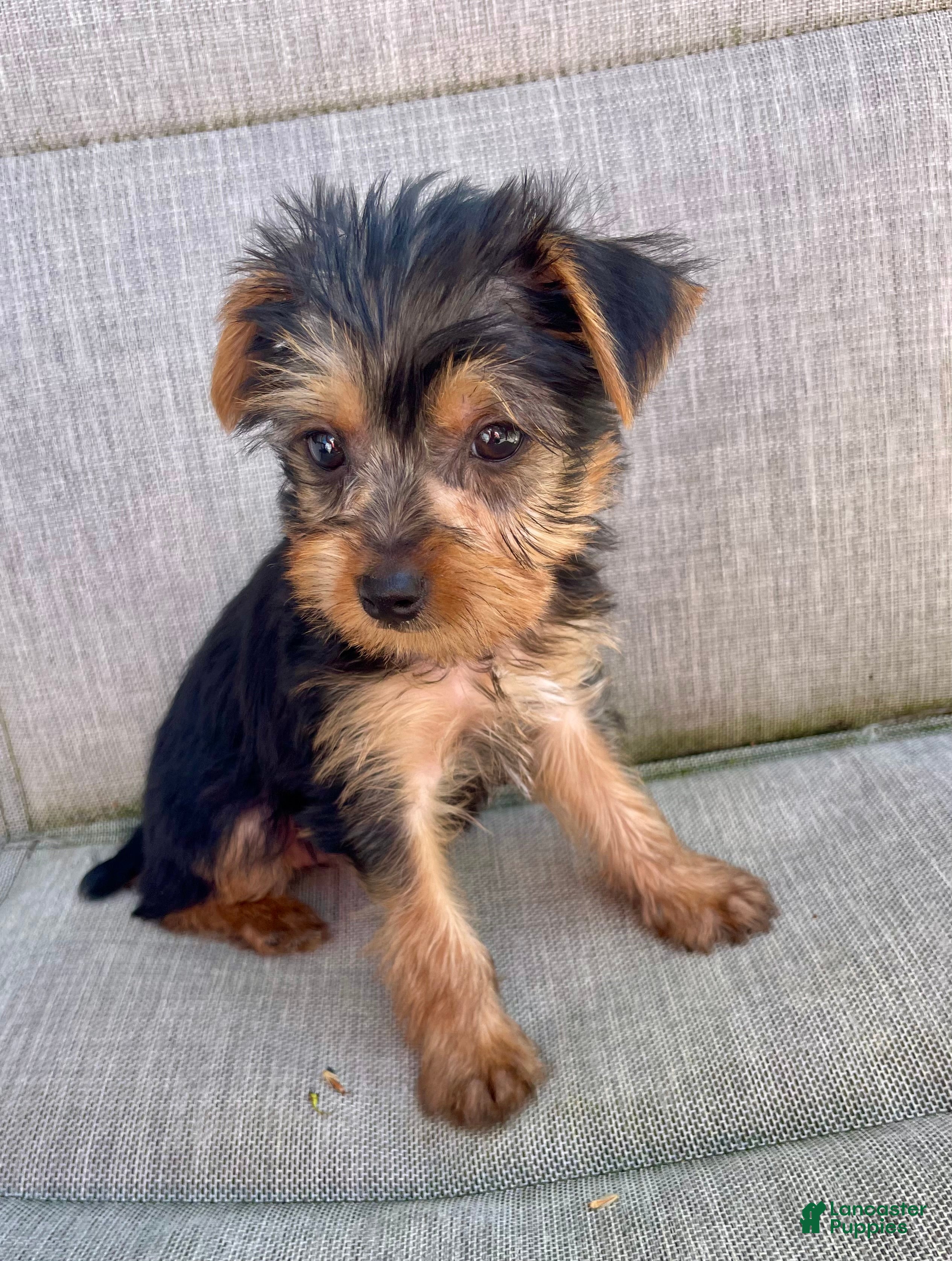 Yorkshire Terrier dogs for sale: Yorkshire Terrier Puppy 2 - Ad 1