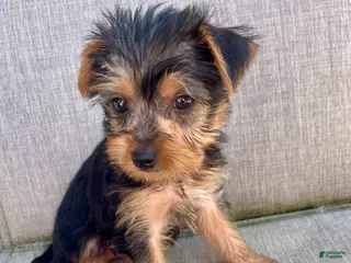 Yorkshire Terrier dogs for sale: Yorkshire Terrier Puppy 2 - Ad 1