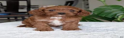 Cavapoo dogs for sale: Kody - Ad 13