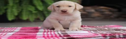 Labrador Retriever dogs for sale: Ranger - Ad 1