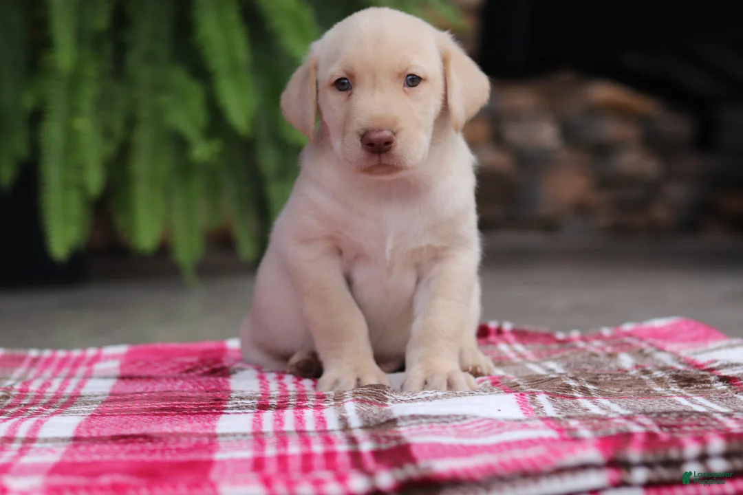 Labrador Retriever dogs for sale: Ranger - Ad 1