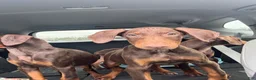 Doberman Pinscher dogs for sale: Nala - Ad 22