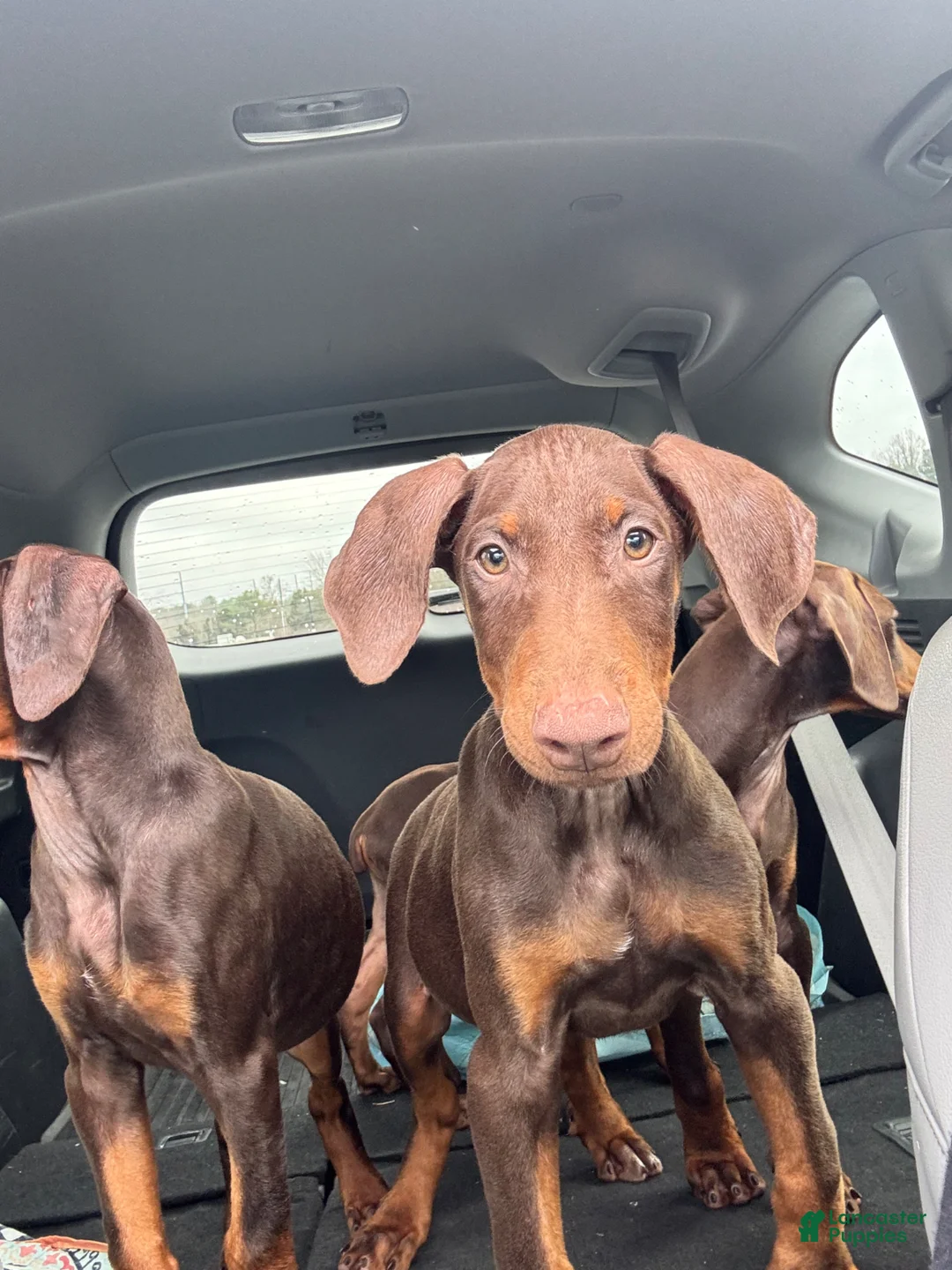 Doberman Pinscher dogs for sale: Nala - Ad 22