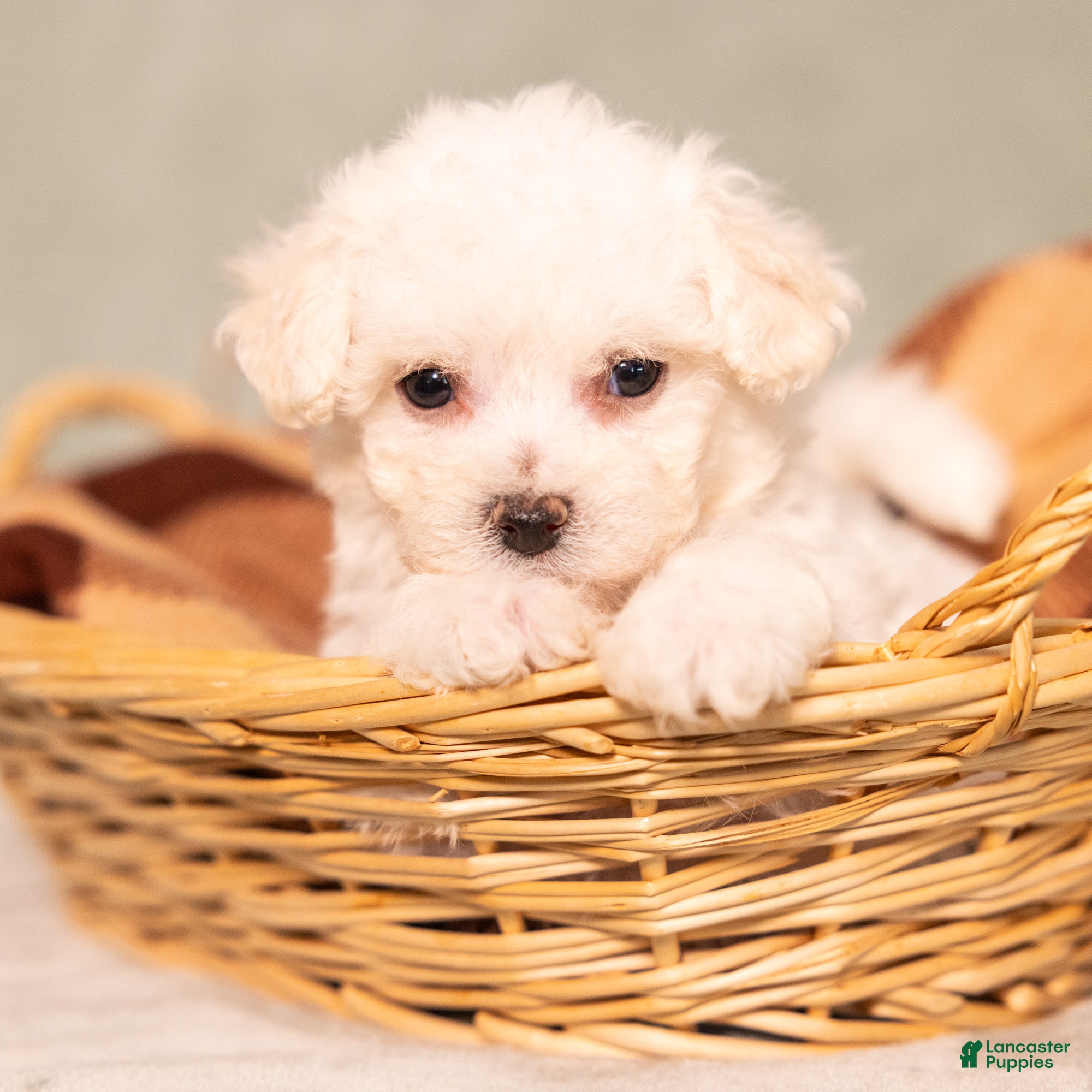 Bichon Frise dogs for sale: Queenlynn - Ad 1