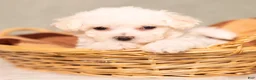 Bichon Frise dogs for sale: Queenlynn - Ad 1