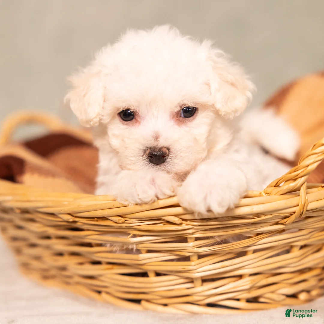 Bichon Frise dogs for sale: Queenlynn - Ad 1