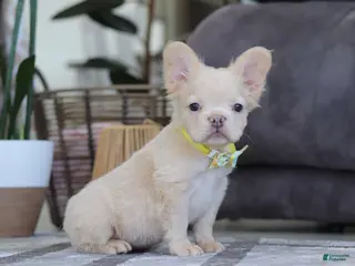 French Bulldog dogs Chip - Ad 16